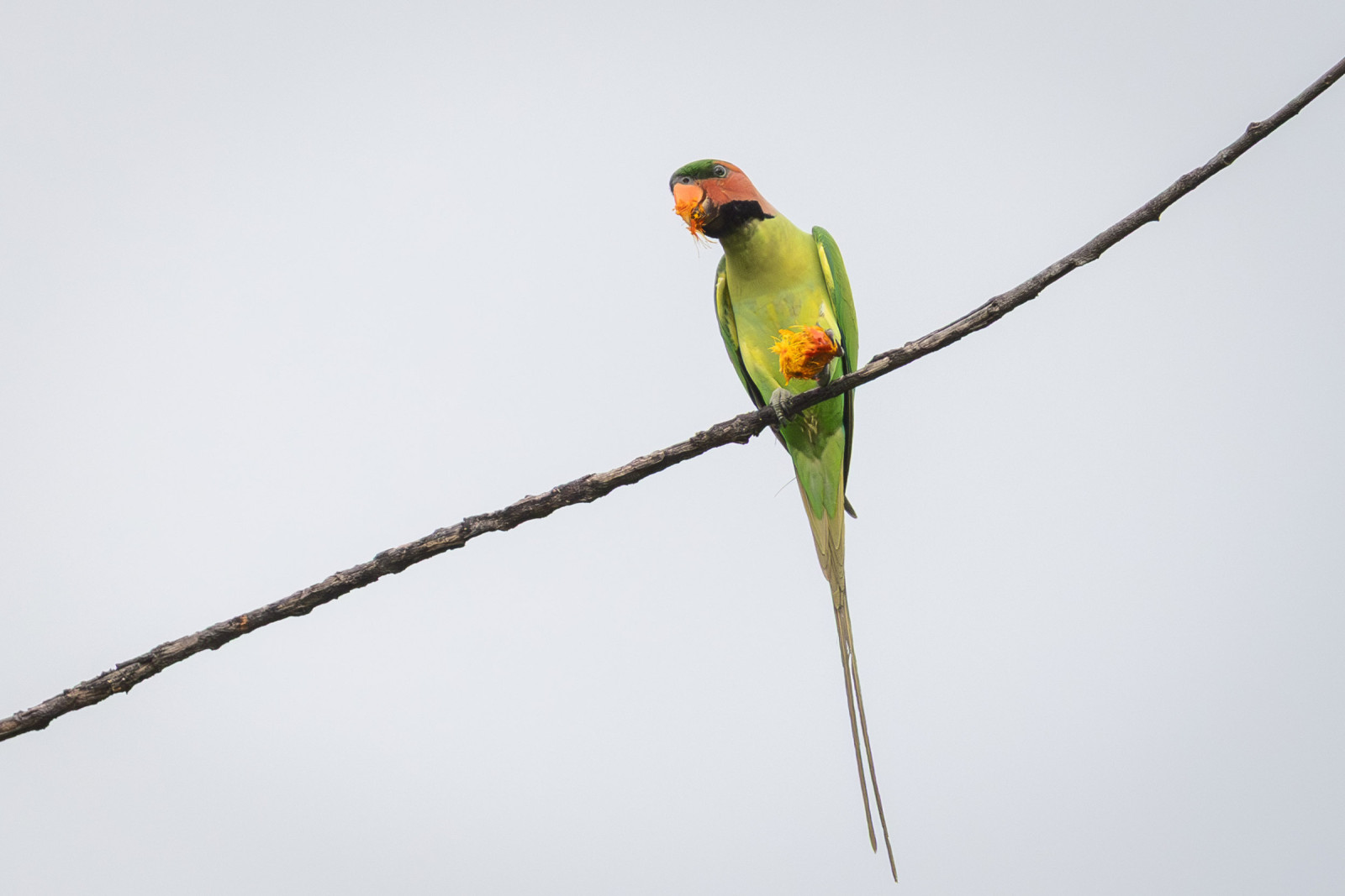 image Long-tailed Parakeet